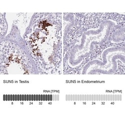 SPAG4L Antibody, Novus Biologicals:Antibodies:Primary Antibodies